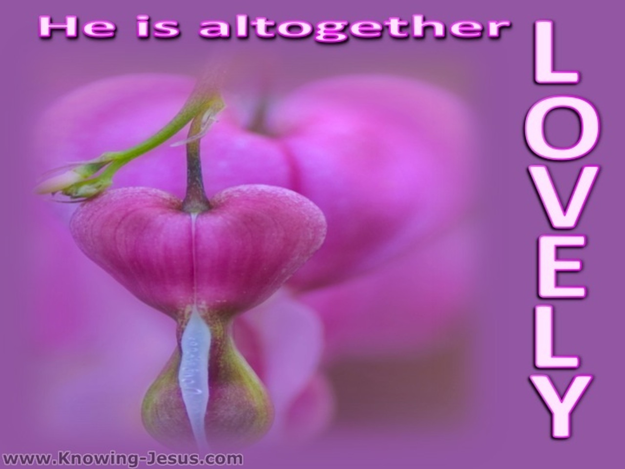 Song of Solomon 5-16 He Is Altogether Lovely (pink)